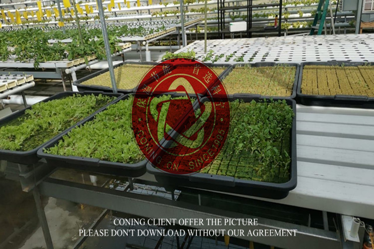 Growing Vegetables With Rock Wool Cubes