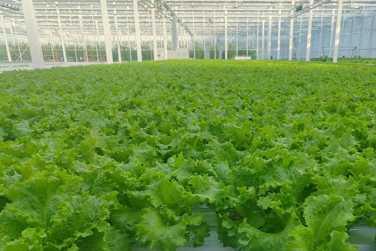 Hydroponic Cultivation with Rockwool