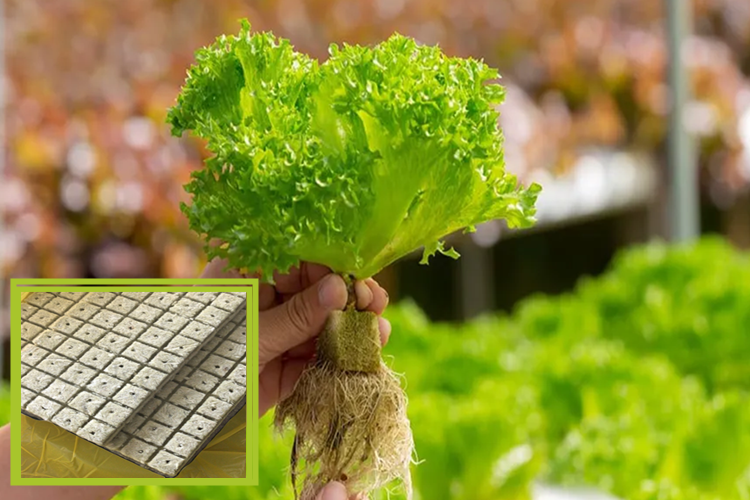Rockwool Grow Traygrow Cubes