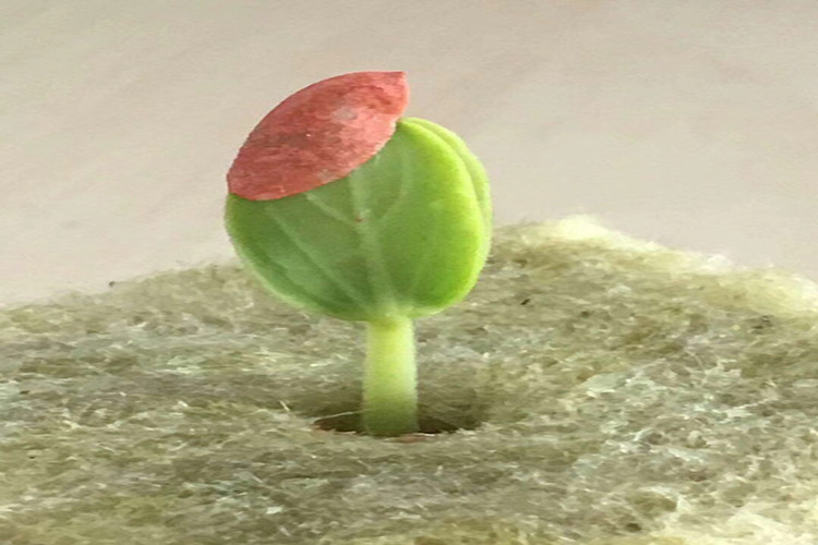 Efficient Vegetable Cultivation with Rockwool Cubes