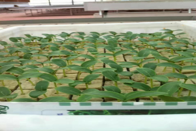 Efficient Vegetable Cultivation with Rockwool Cubes