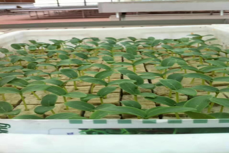 Efficient Vegetable Cultivation with Rockwool Cubes