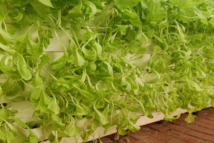From Seed to Harvest: Unleashing the Potential of Hydroponic Grow Cubes