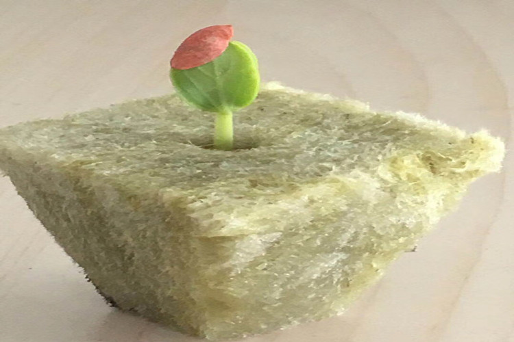 Efficient Vegetable Cultivation with Rockwool Cubes